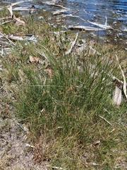 Fimbristylis ferruginea