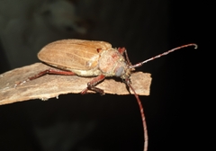 Agrianome spinicollis