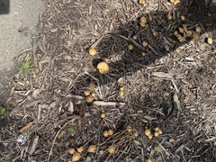 Agrocybe putaminum