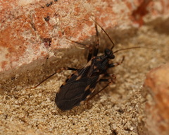 Reduviinae