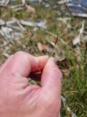 Fimbristylis ferruginea