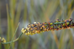 Sphaerolobium medium