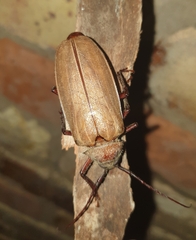 Agrianome spinicollis