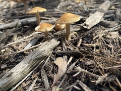 Agrocybe putaminum
