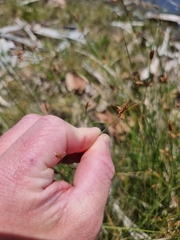 Fimbristylis ferruginea