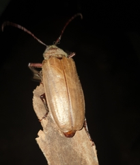 Agrianome spinicollis