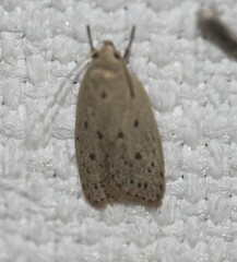 Oecophorinae