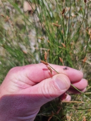 Fimbristylis ferruginea