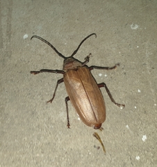 Agrianome spinicollis