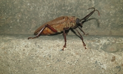 Agrianome spinicollis