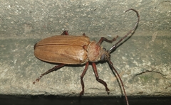 Agrianome spinicollis
