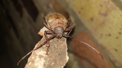 Agrianome spinicollis