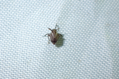 Asiraca