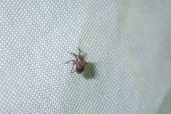 Asiraca