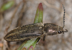 Cidnopus pilosus