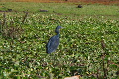 Egretta ardesiaca