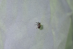 Asiraca