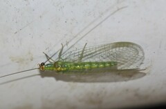 Plesiochrysa atalotis