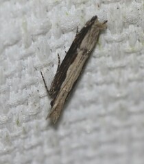 Hypatima spathota