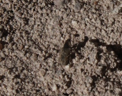 Microlarinus lareynii