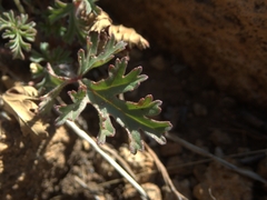 Pelargonium multicaule subherbaceum