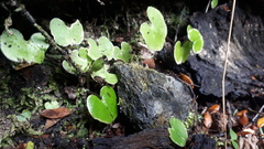 Corybas trilobus