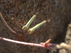 Pelargonium multicaule subherbaceum