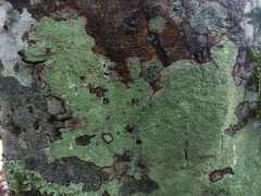 Lecanora compallens
