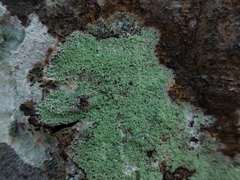 Lecanora compallens