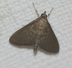 Protonoceras