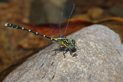 Hemigomphus heteroclytus