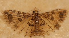 Alucita phricodes