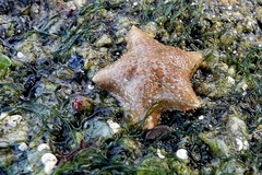 Asterina gibbosa