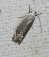 Plectophila discalis