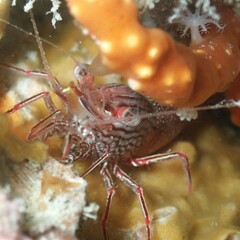 Rhynchocinetes australis