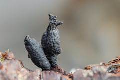 Xylaria castorea