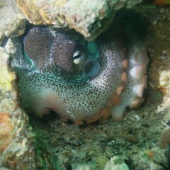 Octopus djinda