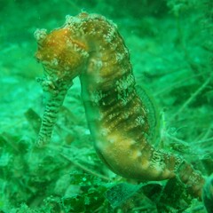Hippocampus subelongatus