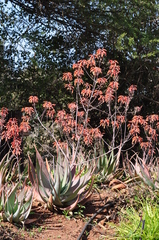 Aloe chabaudii