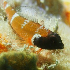 Enneapterygius larsonae