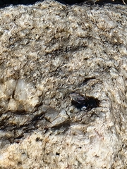 Protophormia terraenovae