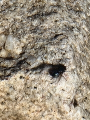 Protophormia terraenovae