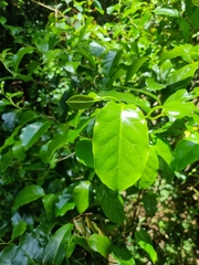 Pennantia cunninghamii