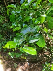 Pennantia cunninghamii