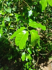 Pennantia cunninghamii