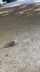 Streptopelia decaocto