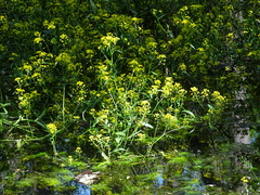 Rorippa amphibia