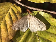 Operophtera fagata