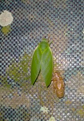 Cystosoma saundersii