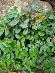 Elatostema